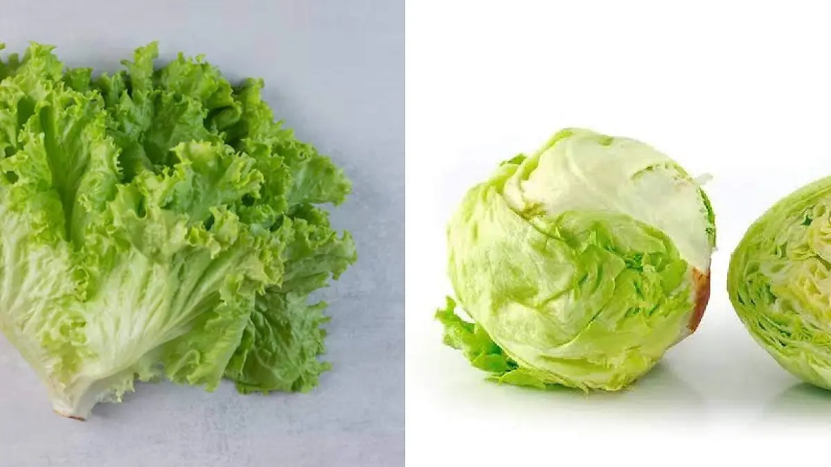 lechuga