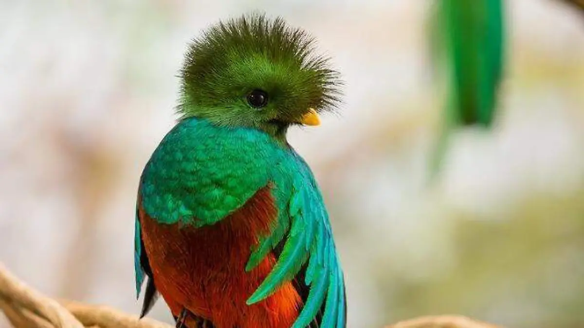 Quetzal