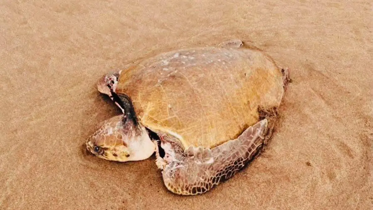 Tortugas 