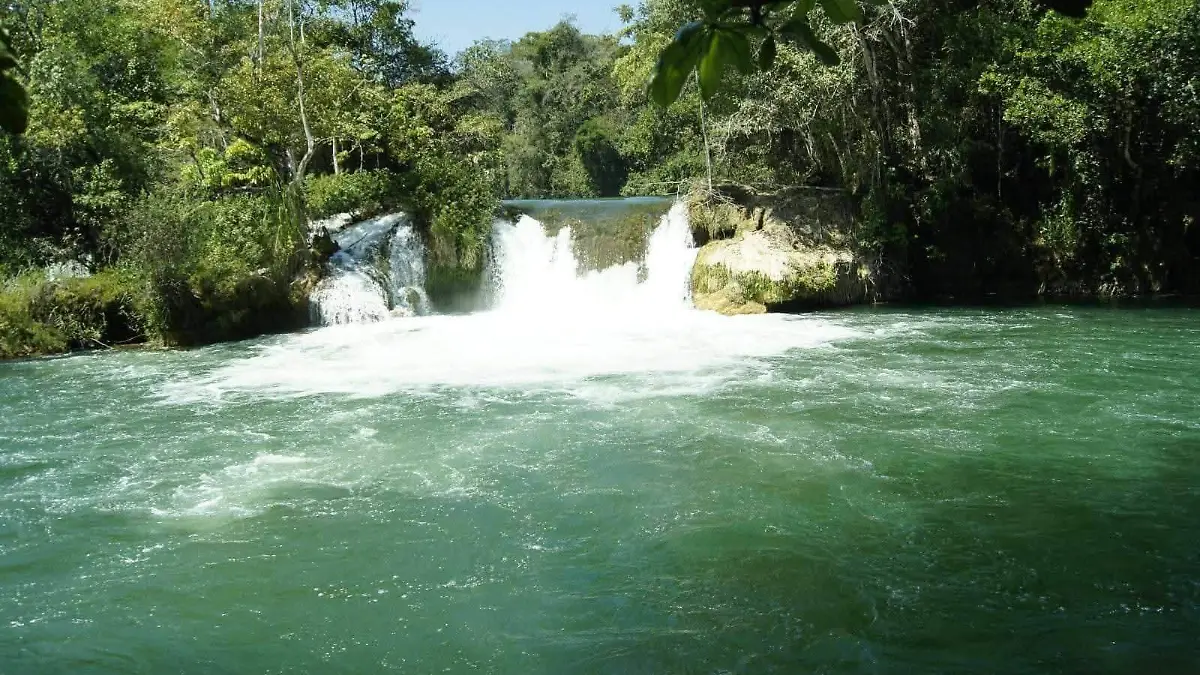 Selva 1