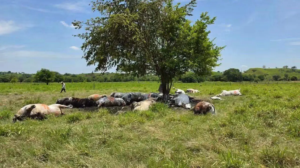 Rayo mata vacas 2