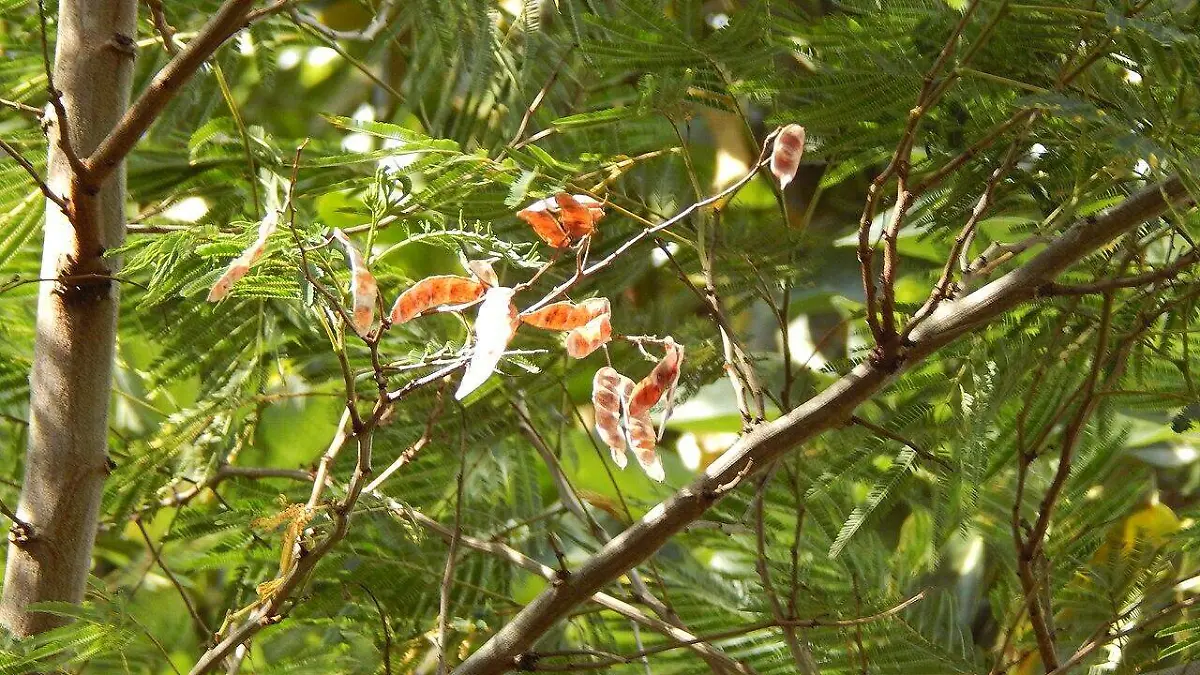 Acacia