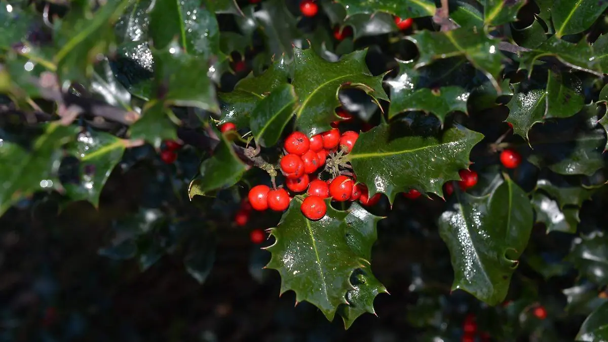 holly-231289_1280