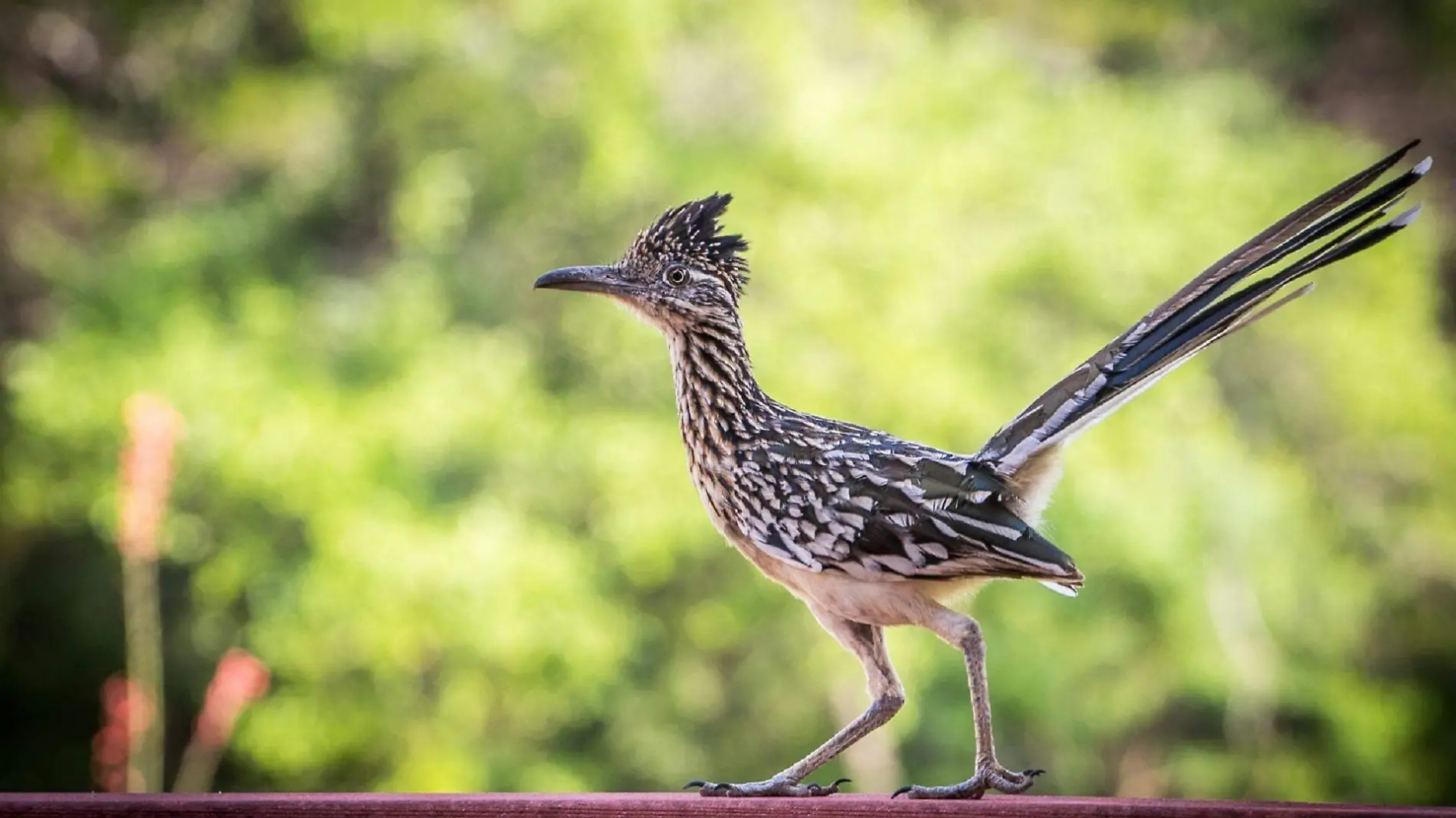 correcaminos