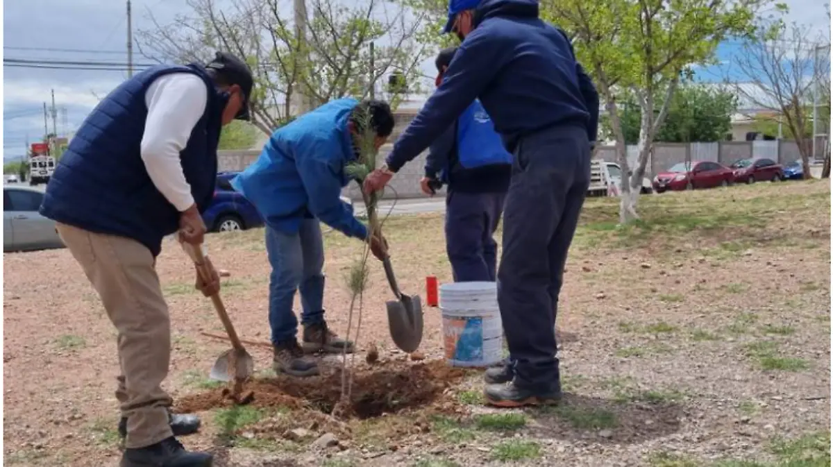 reforestar