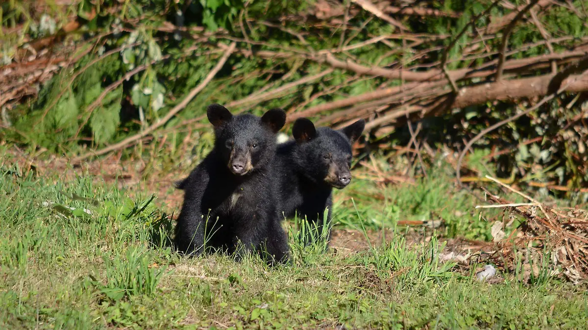 black-bear-g9d4b65cd0_1920