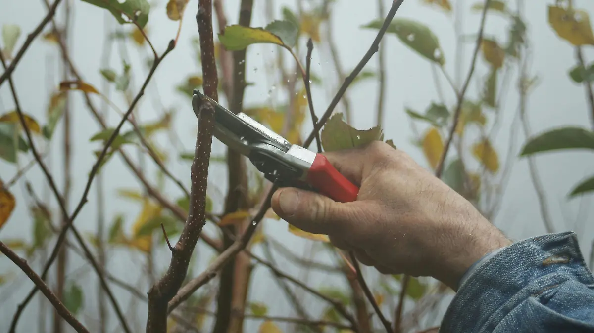 Poda árboles plantas jardinería  