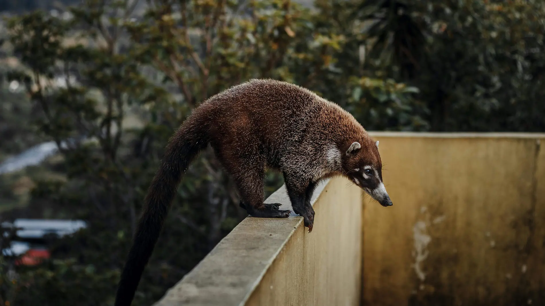 Cholugo / tejón / Coatí