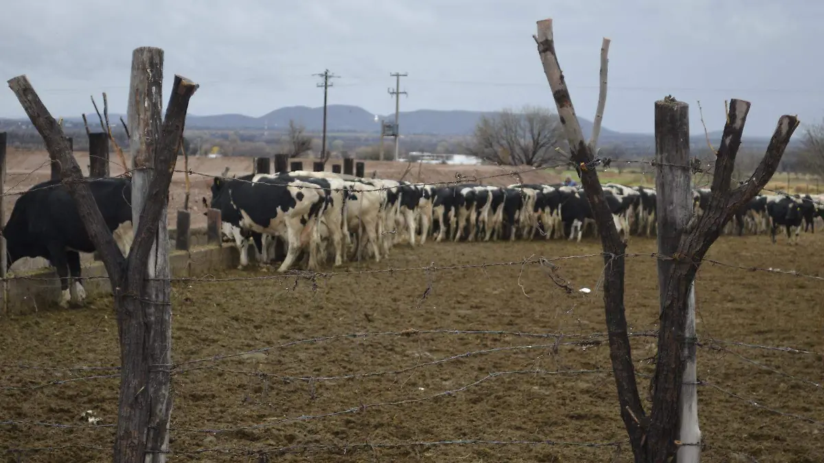 vacas lecheras