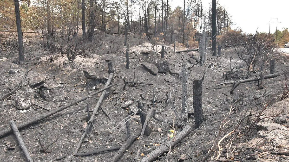 INCENDIO FORESTAL -pr