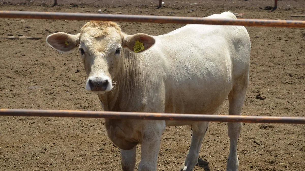 WhatsApp Image 2024-09-06 at 2.15.21 PM