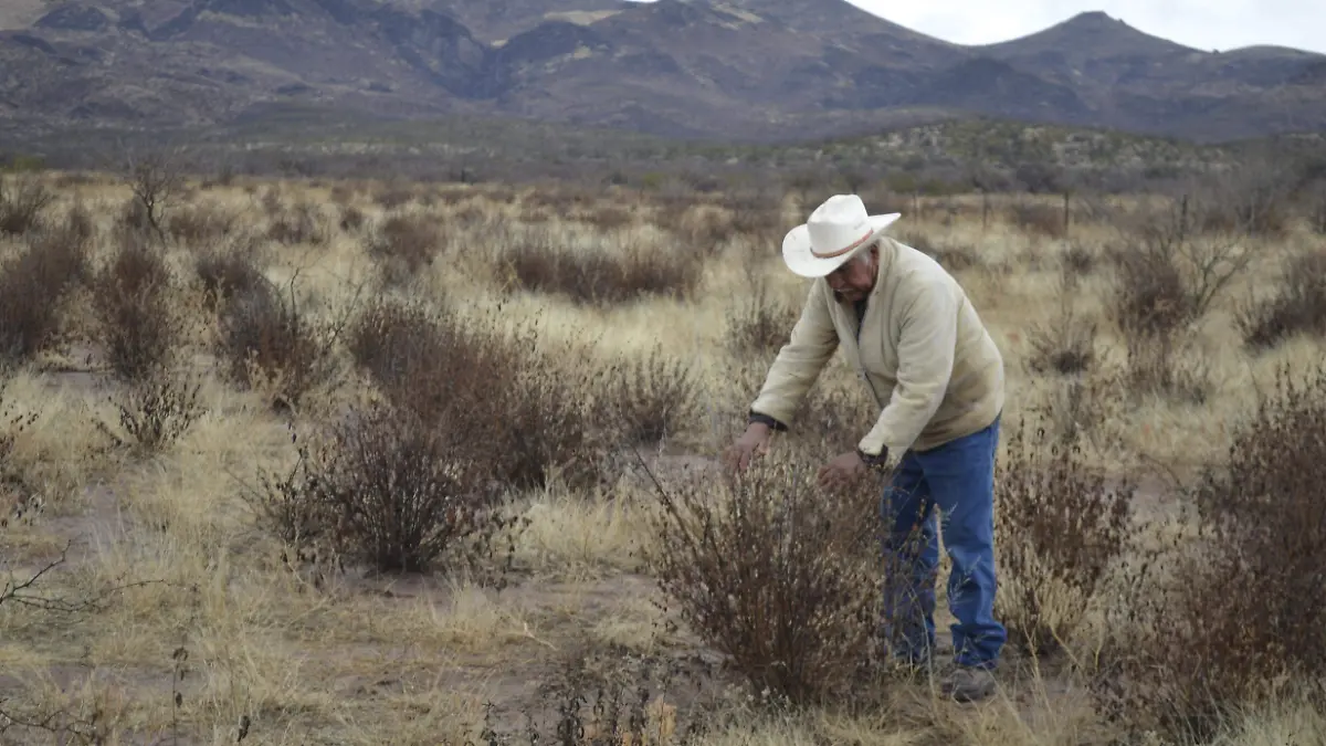 4 FEBRERO- Plantío de orégano en Saucillo