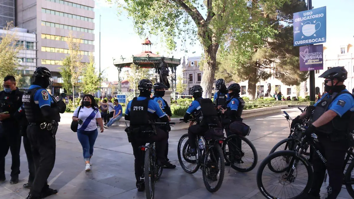Abejas en la plaza de armas