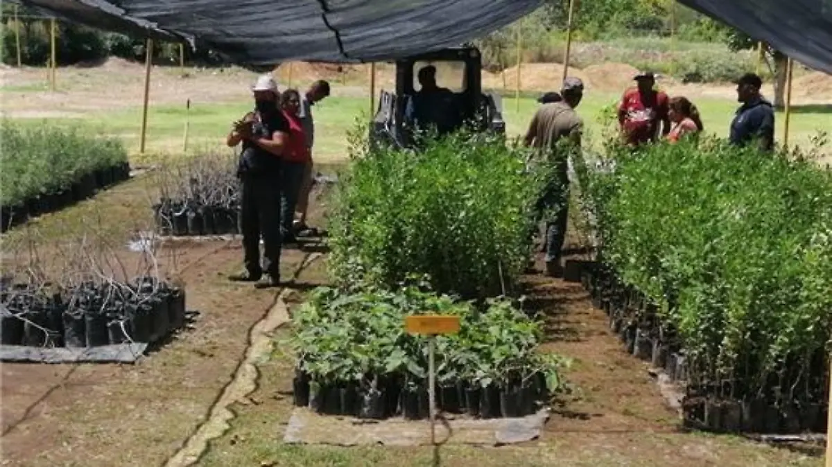 vivero