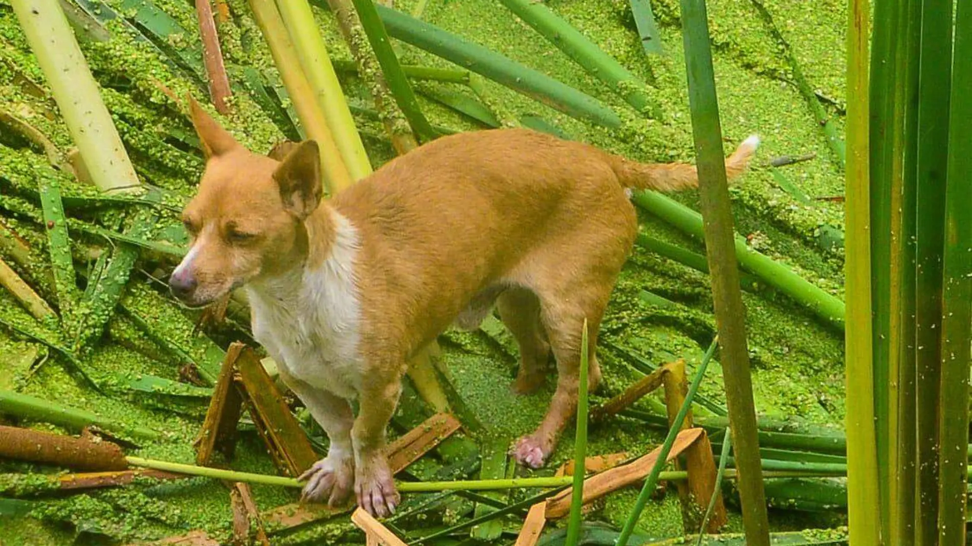 perritoatrapado