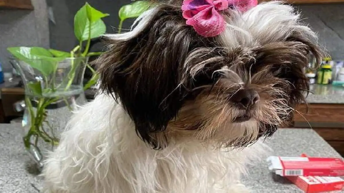 perrita