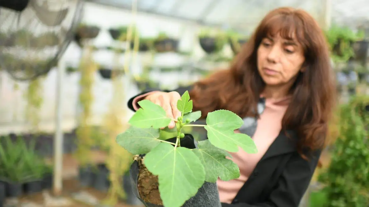 plantas invernadero faciatec