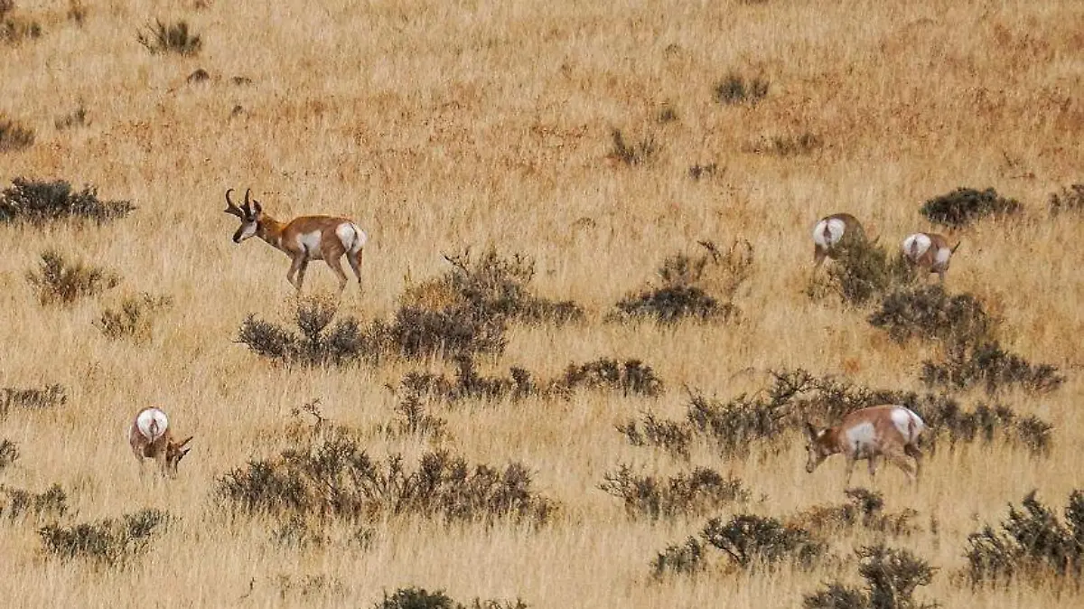 cimarrón Eduardo Juárez1
