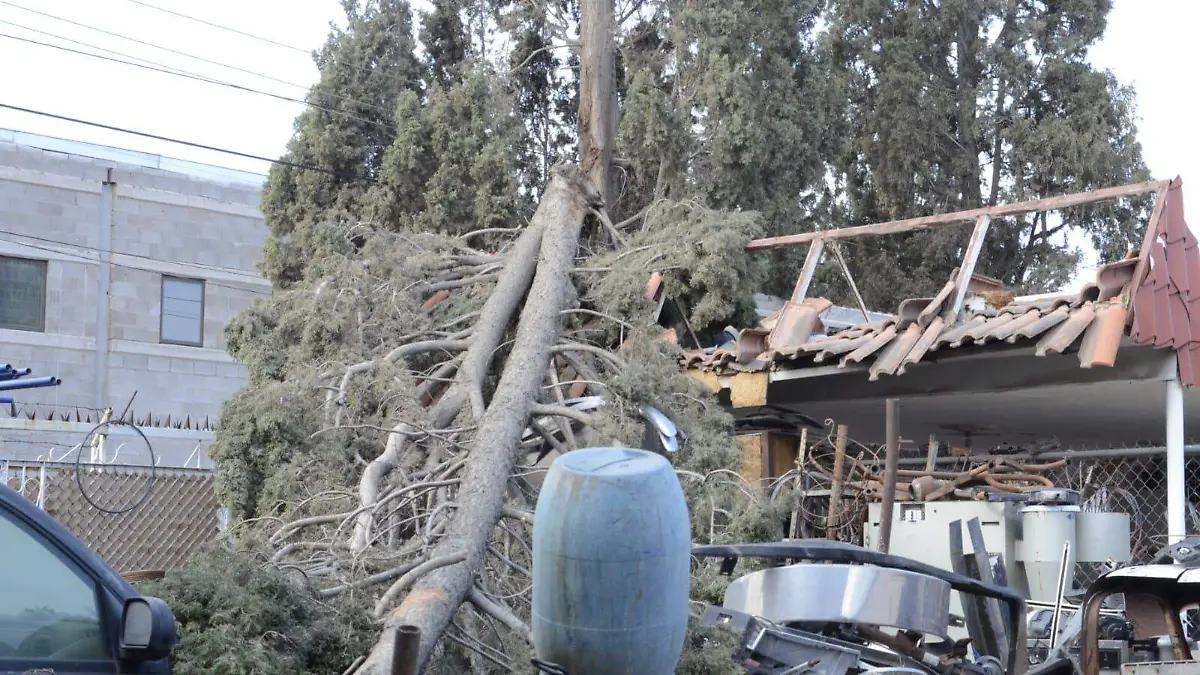 arbol cae en vivienda