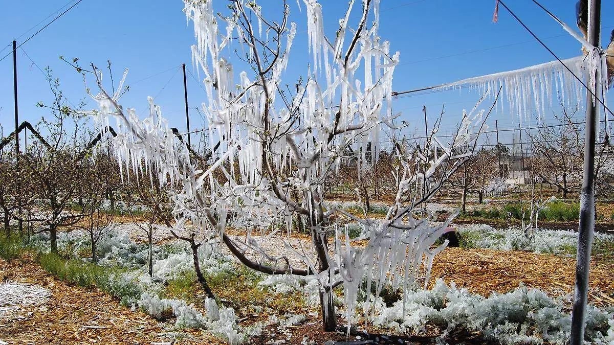 Humedad invernal matara plagas y presagira un  ciclo agricola 2018  bueno