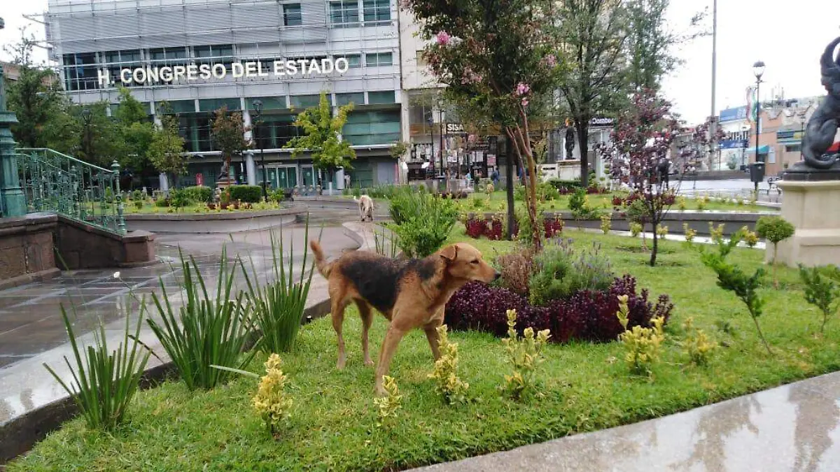 Perros Centro de la ciudad2