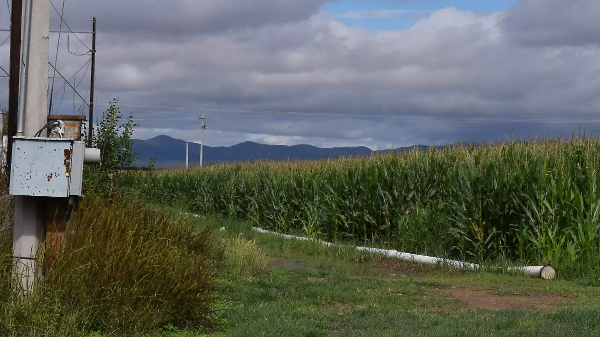 De beneficio para los agricultores No aumentará tarifa eléctrica en enero para sectores agrícola y doméstico CRE
