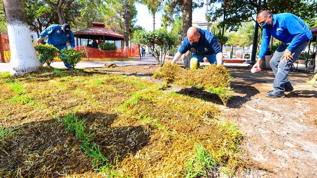 areas-verdes-plaza-hidalgo2