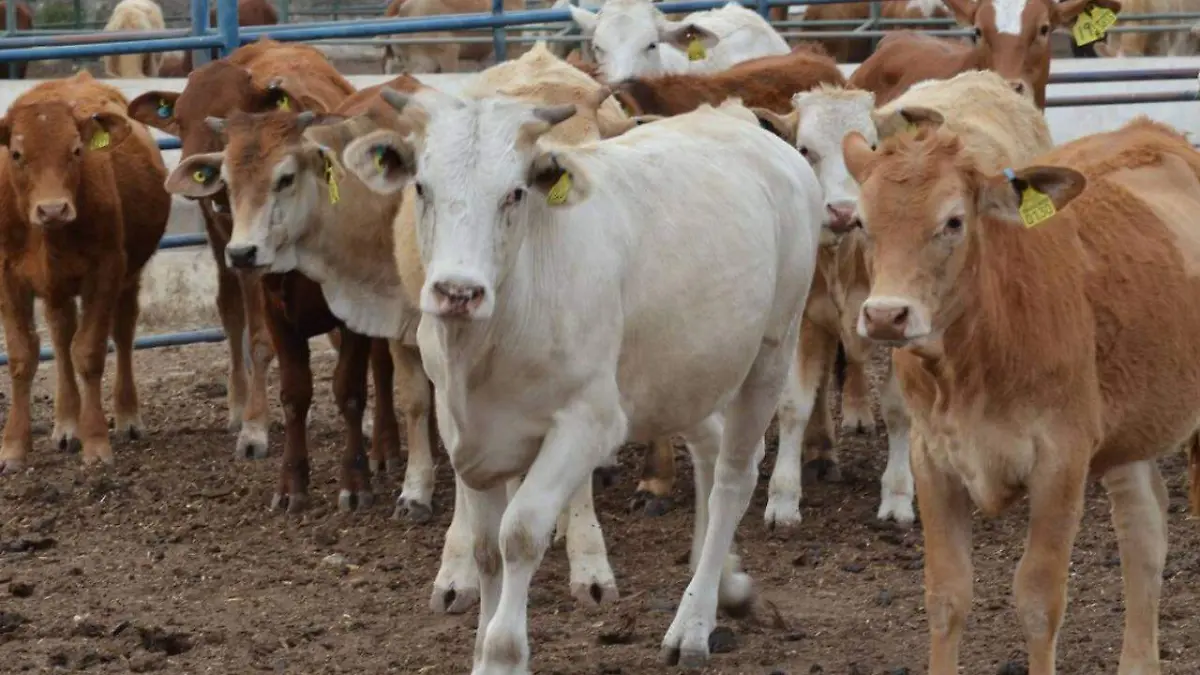 vaca