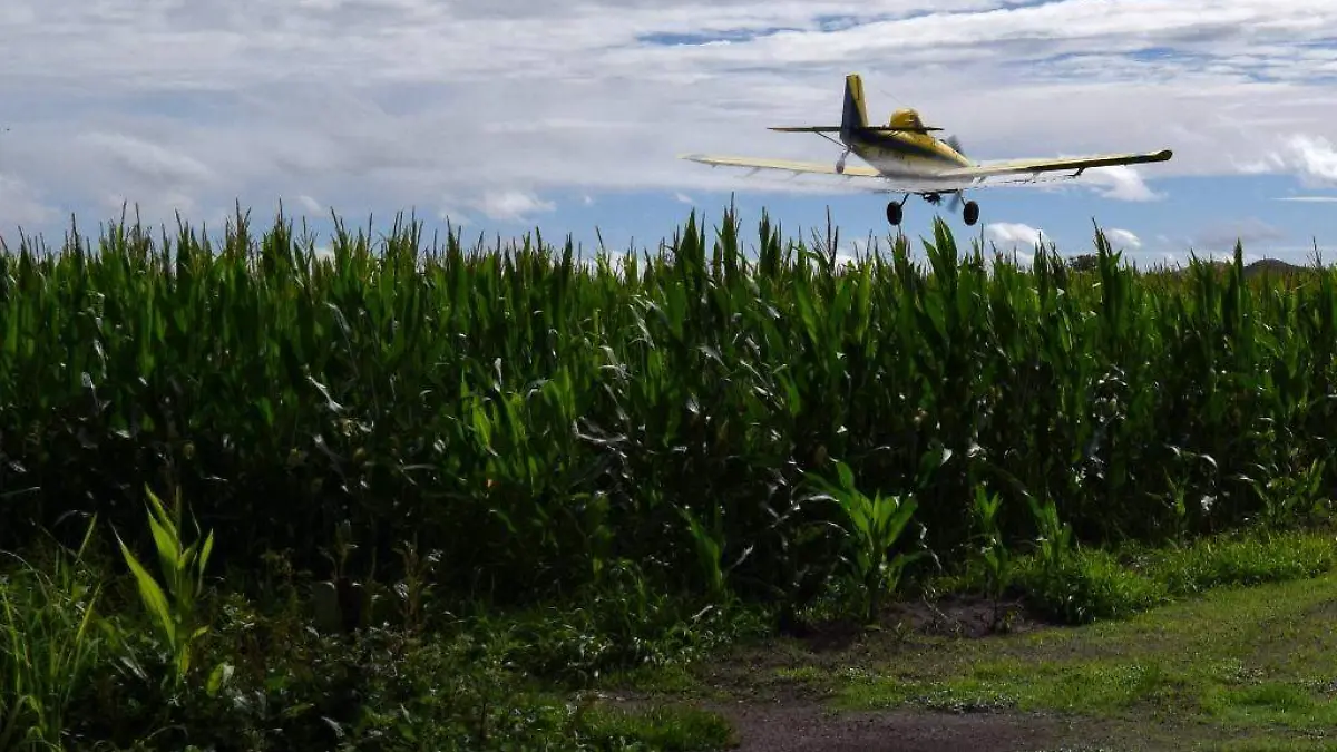 En Cuauhtemoc existe problema con el uso de pesticidas no hay regulacion en aplicacion de agroquimicos