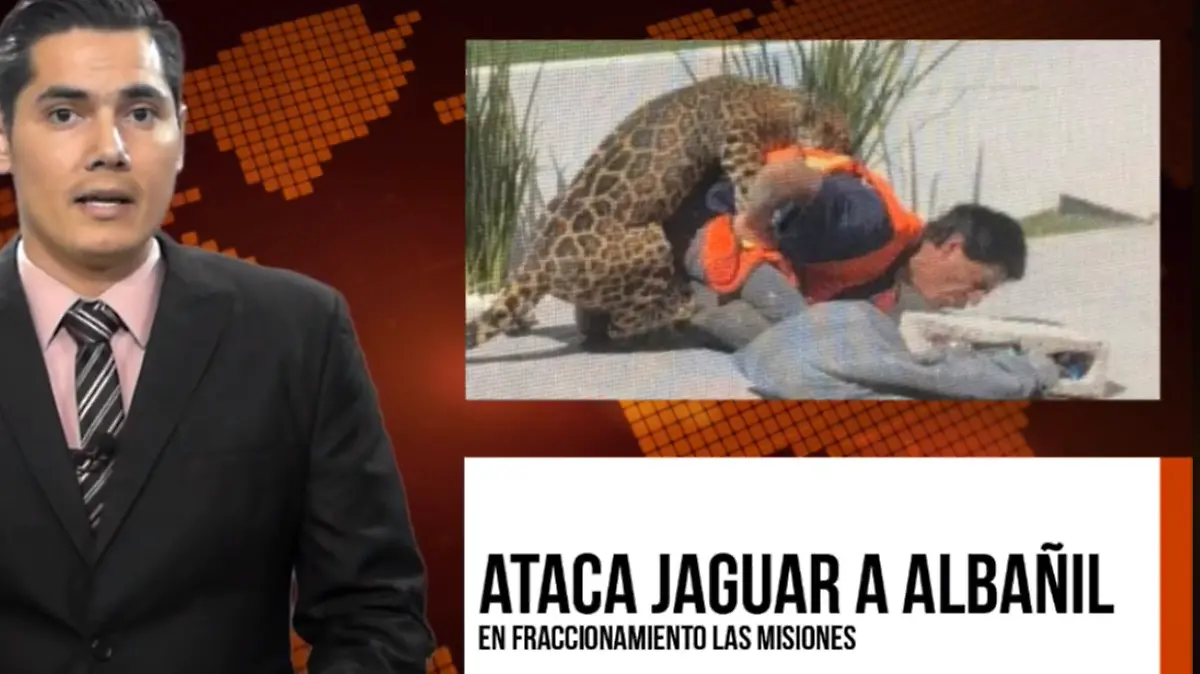 Ataca jaguar a albañil