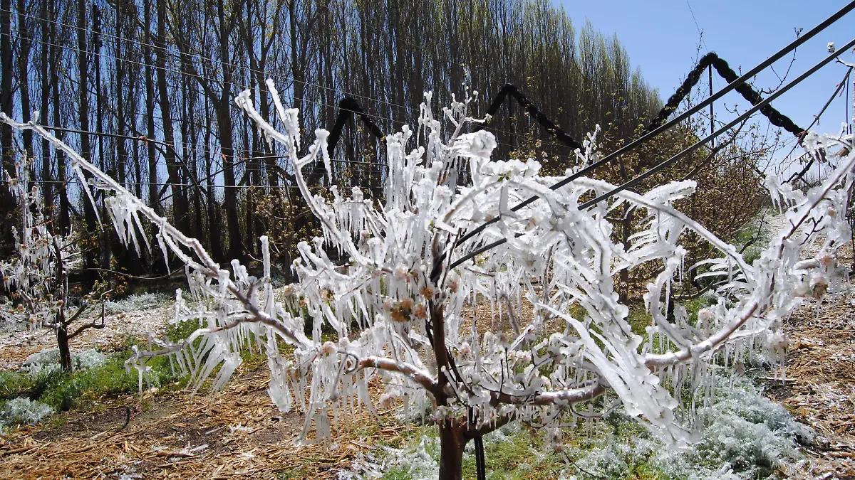 Llevan buena acumulacion de horas frios frutales