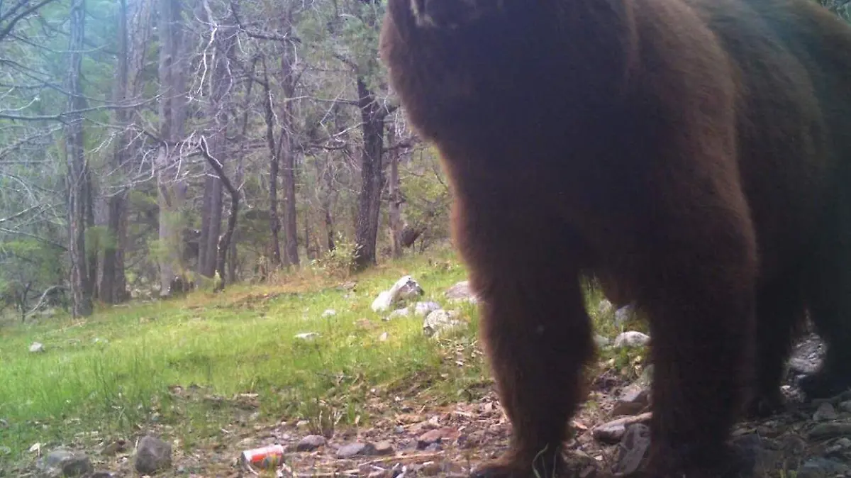 oso