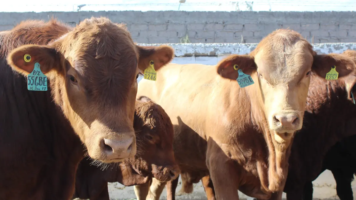 vacas2