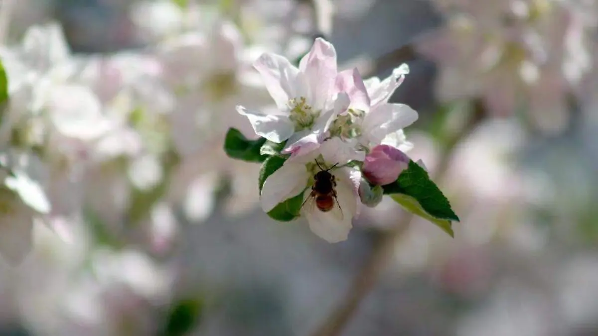 FOTO EDNA MARTÍNEZ Las abejas debieron ser alimentadas en forma artificial