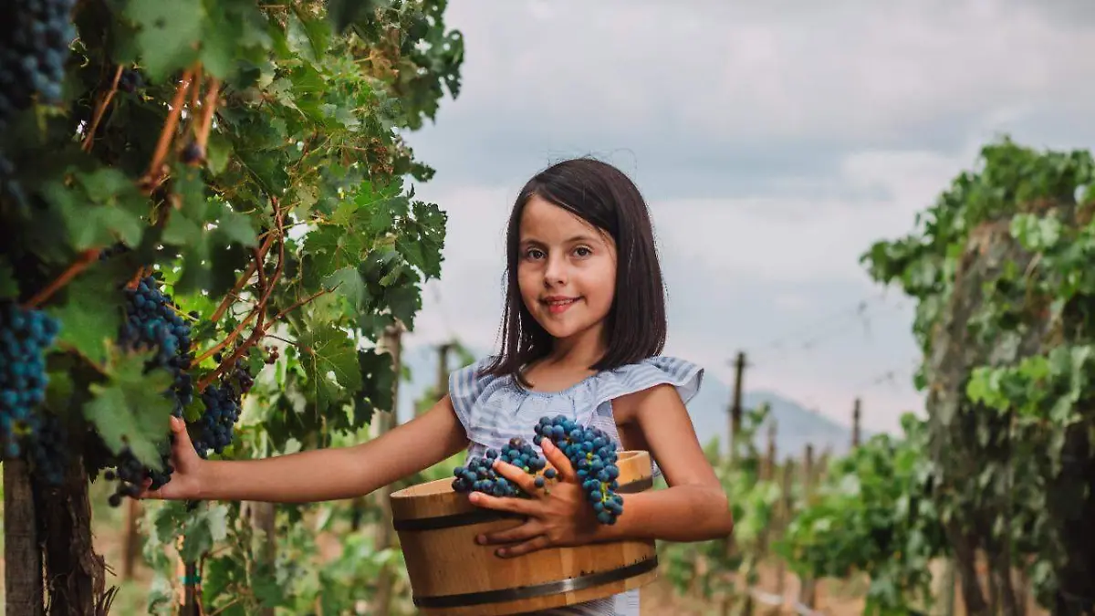 Recolecta de uvas