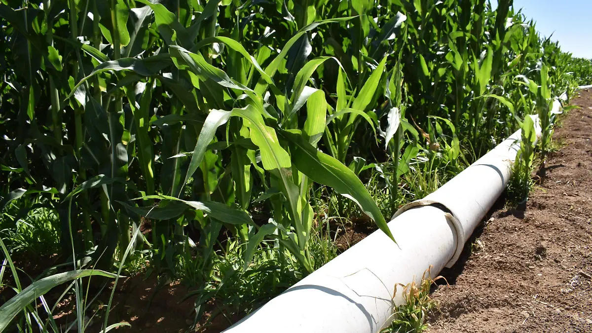 Para un mejor país, un mejor maíz, asegura presidente del sistema producto maíz, Pedro Ortiz Franco