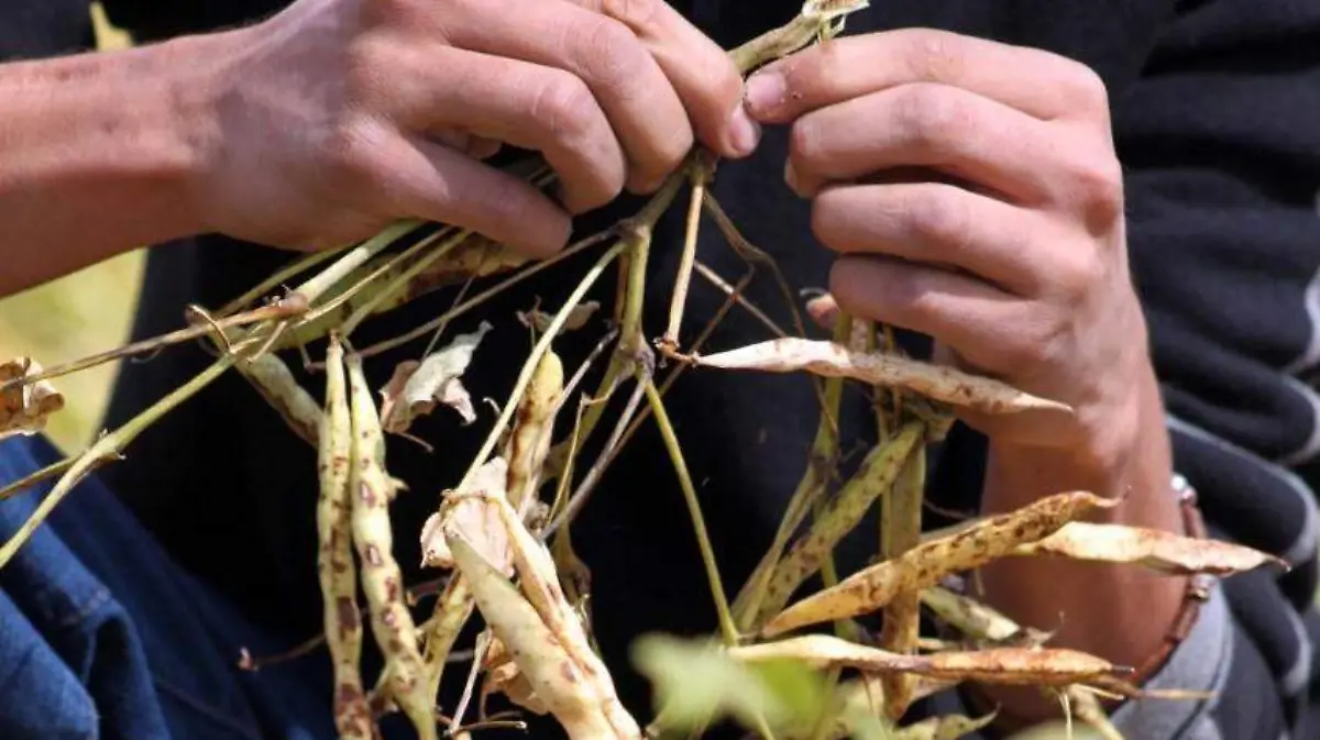 FOTO EDNA MARTÍNEZ ARCHIVO Plantea federación a productores de frijol cambiar de estrategia de cultivo para mejorar producción - copia