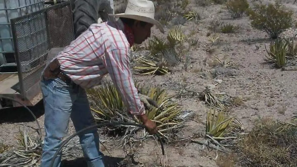 Candelilla