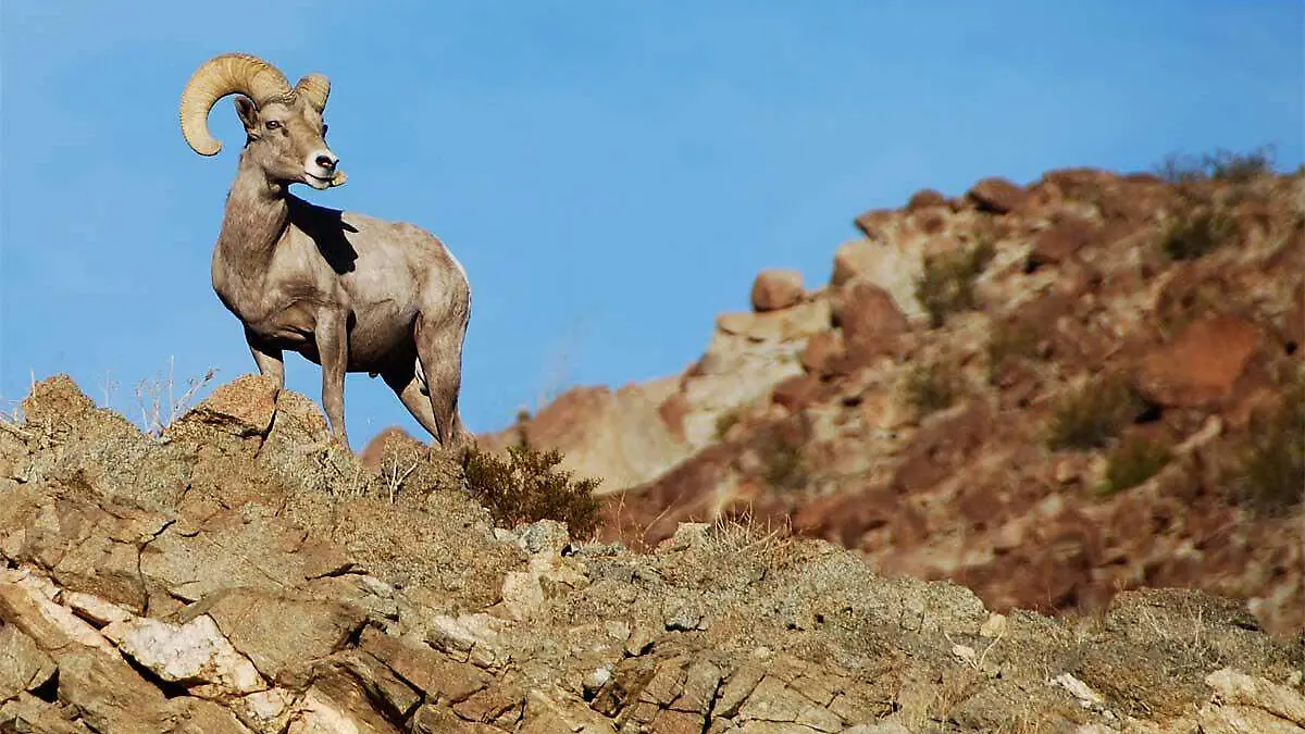 Crean comite tecnico para la reintroduccion del borrego cimarron al estado