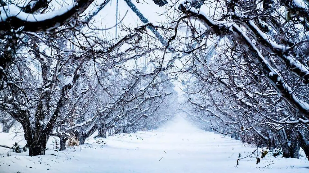 FOTO CORTESÍA JOSÉ LUIS CIENFUEGOS Para los frutales como el manzano, la nieve trae humedad y horas frío para los árboles que por ahora, duermen