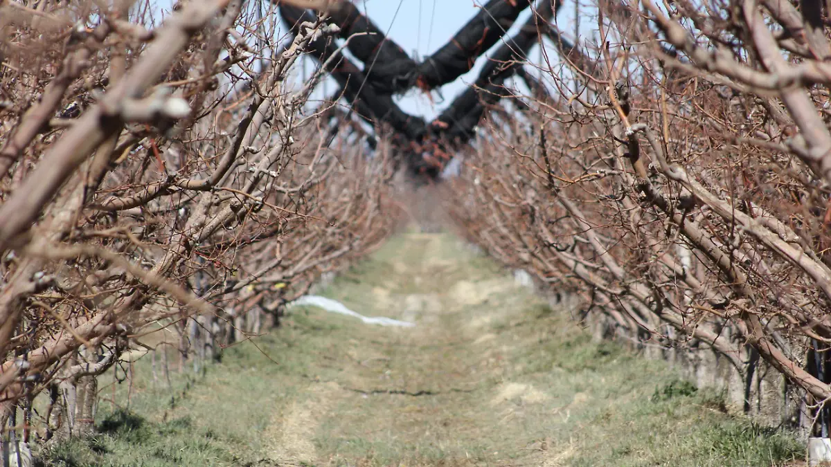 Se registra primera helada tardía