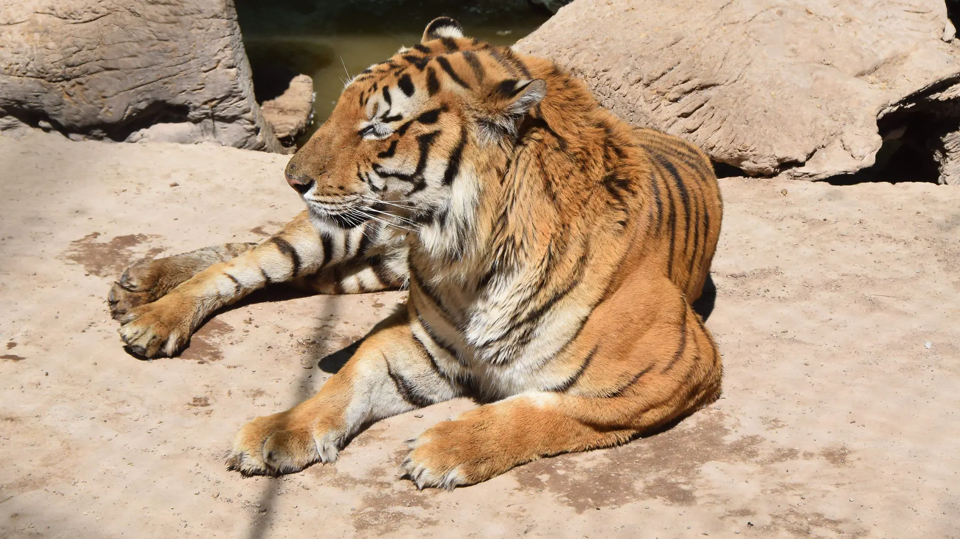 tigre