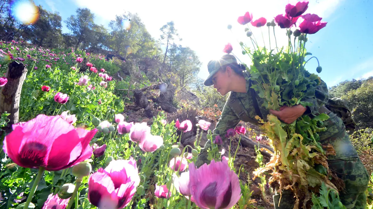 mujeres solados en plantios de amapola  (128)
