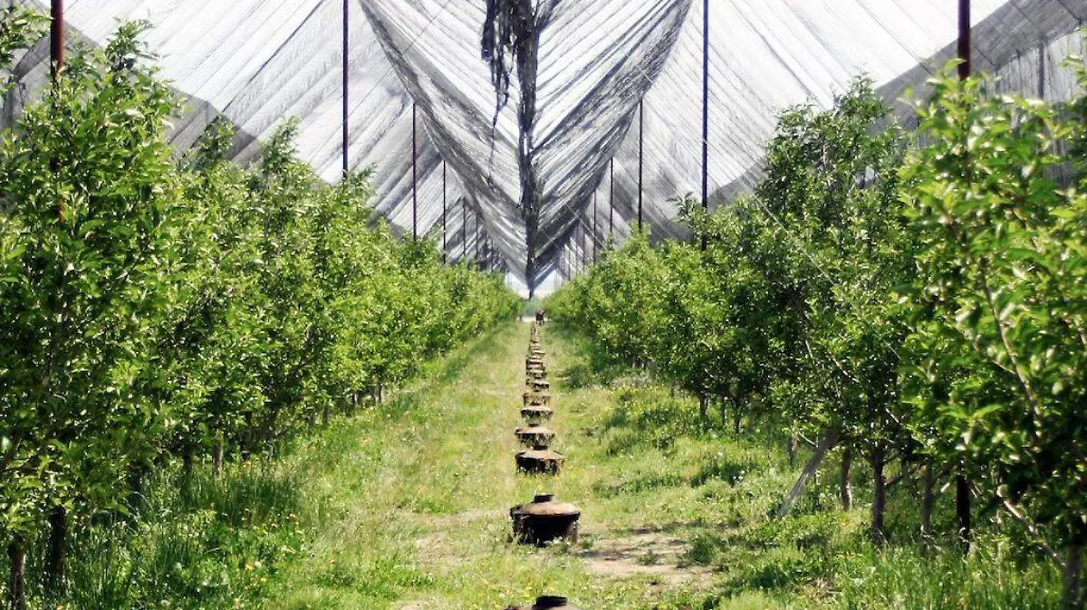 manzanas la norteñita