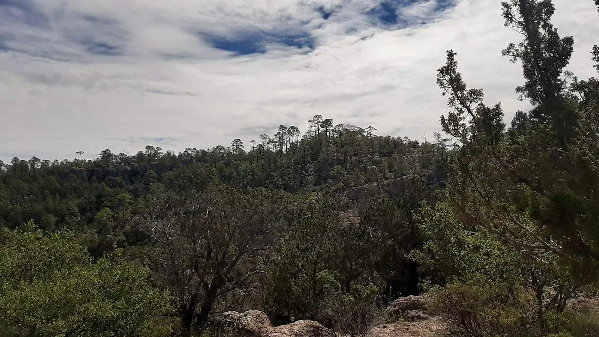 zonas boscosas de la sierra