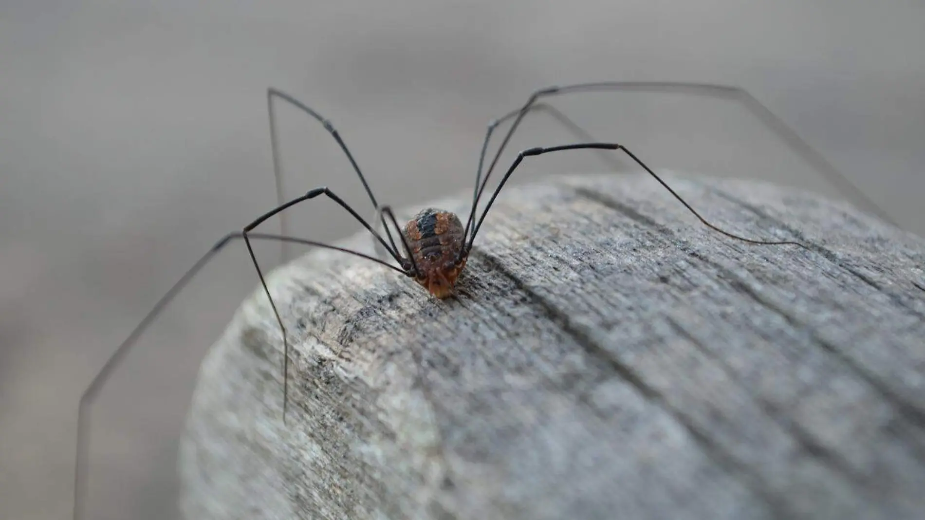 opiliones 