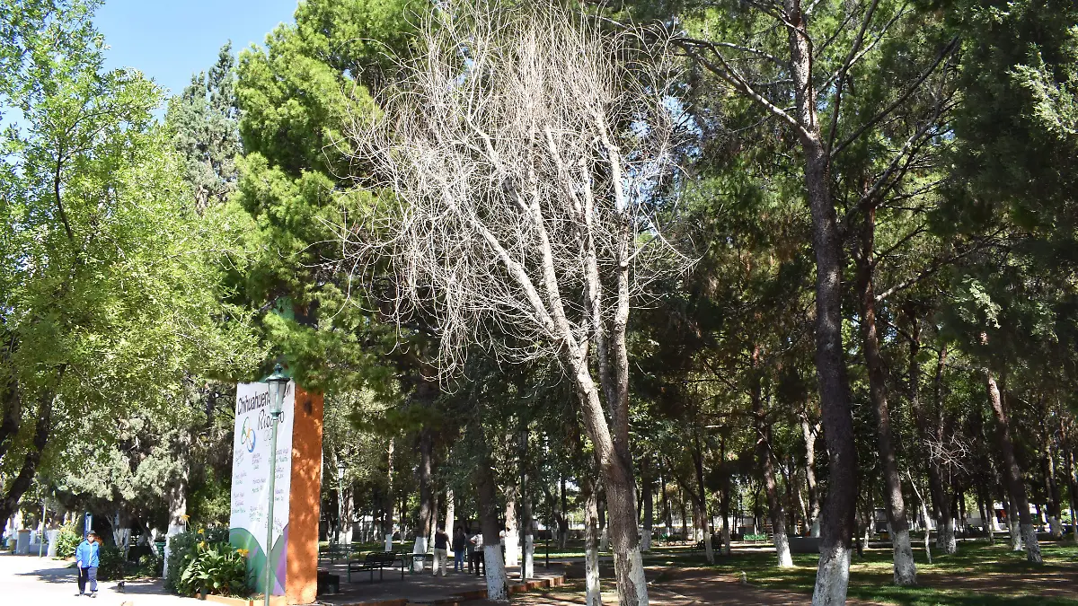 ARBOLES SECOS Y LAMPARAS EN MAL EDO NOTA PALOMA  (22)