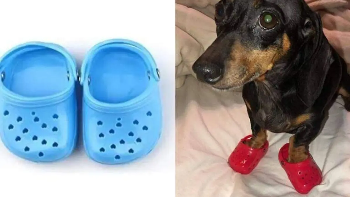 crocs para perro