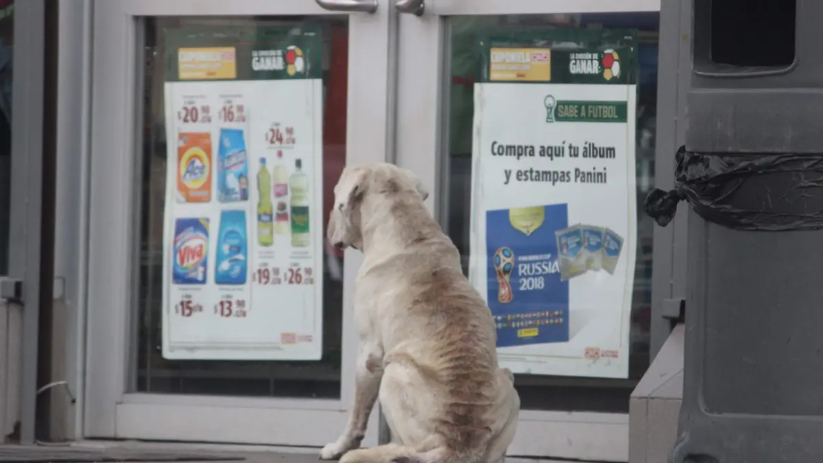 Realizará sector salud campaña para esterilización de mascotas