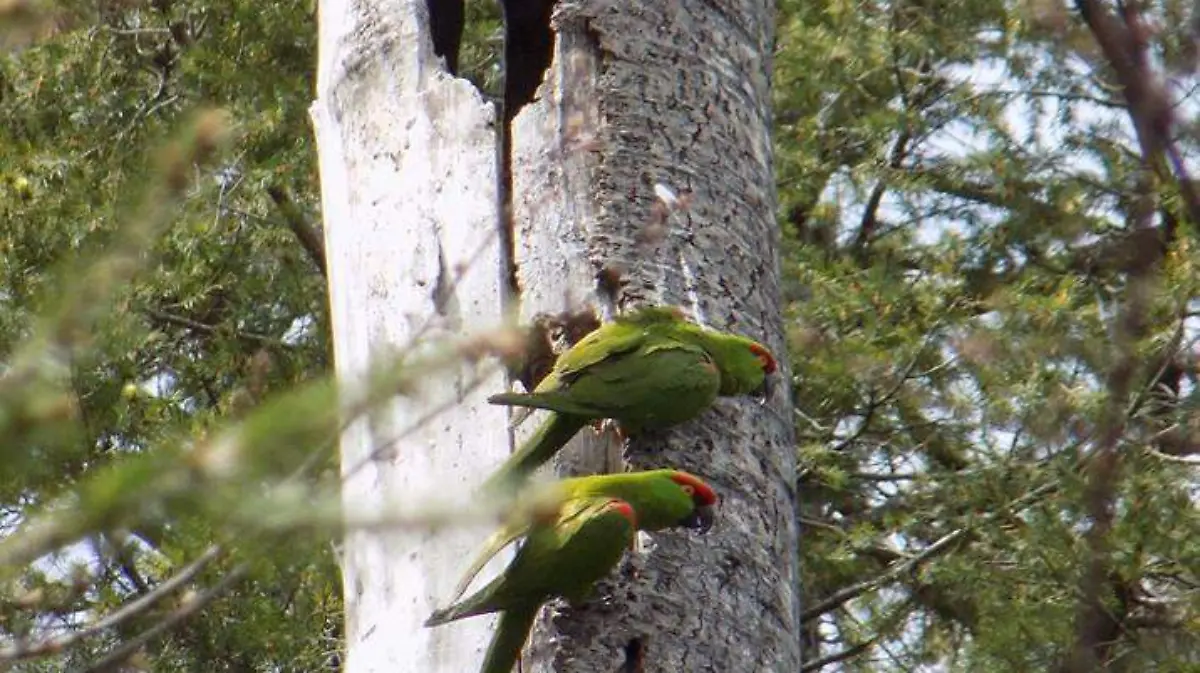 La devastación de los encinillos es uno de los principales factores para la reducción de la cotorra serrana
